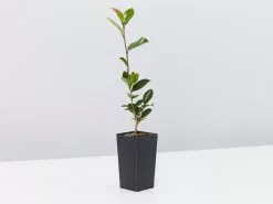 Camellia Sasanqua Leslie Ann 10 Camellia Sasanqua Leslie Ann -Plants in a Box Sales Shop CameliaSasanquaLeslieAnn single 3c69e32c 5cac 4c6e a377 3e6a3b8cbba3