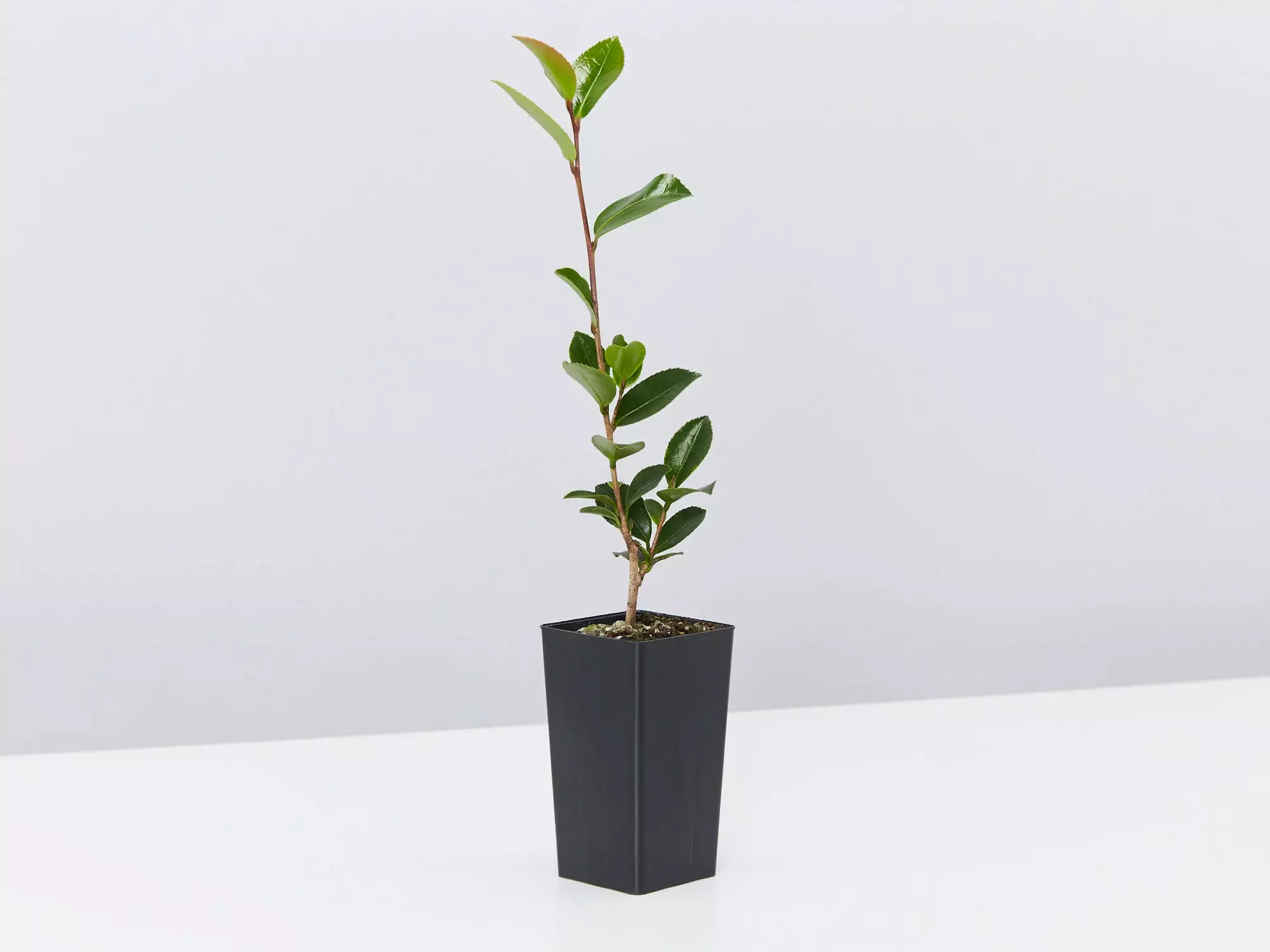 Camellia Sasanqua Leslie Ann 6 Camellia Sasanqua Leslie Ann - Image 4