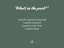 Camellia Assorted Pack -Plants in a Box Sales Shop CamelliaAssortedPack