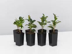 Camellia Sasanqua Cherilyn -Plants in a Box Sales Shop CamelliaCherilyn 8 plants ff677154 2169 4216 94a6 63f08810acc6