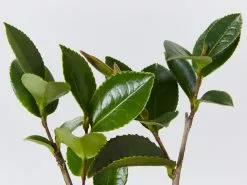 Camellia Sasanqua Cherilyn -Plants in a Box Sales Shop CamelliaCherilyn detail 303e800d fa2b 4f9a bccf fb91e9d9e09b