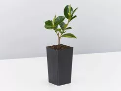 Camellia Sasanqua Cherilyn -Plants in a Box Sales Shop CamelliaCherilyn single 94119f2b 718b 4039 9763 2967d3ac2b30