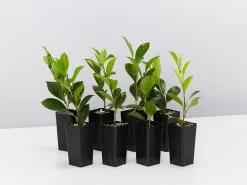 Camellia Elegans Champagne (white Flower)