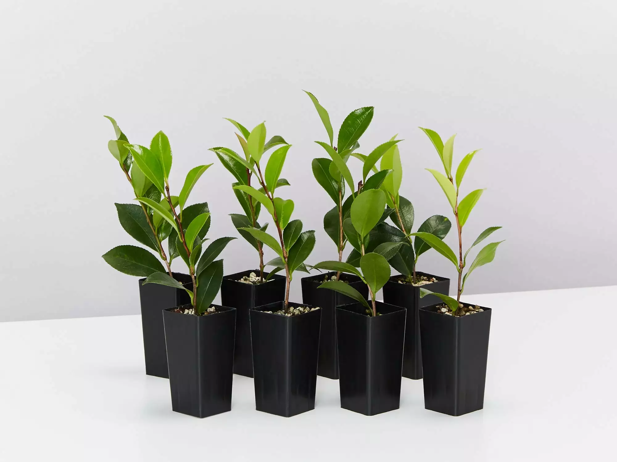 Camellia Sasanqua 'Pure Silk' (white Flower With Pink Edge) 3 Camellia Sasanqua 'Pure Silk' (white Flower With Pink Edge)