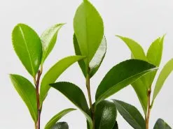 Camellia Sasanqua Exquisite -Plants in a Box Sales Shop CamelliaDazzler detail 6d8993a8 8358 4f83 a92b f9f165f3b44f