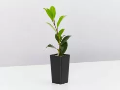 Camellia Elegans Champagne (white Flower) -Plants in a Box Sales Shop CamelliaDazzler single 1962b2b3 c5b5 40f1 95f3 73afbbf82378