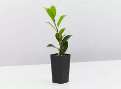 Camellia Assorted Pack -Plants in a Box Sales Shop CamelliaDazzler single 618x458 crop center 2x.progressive d945f2ce 79ab 4c76 a246 e8a82b194180