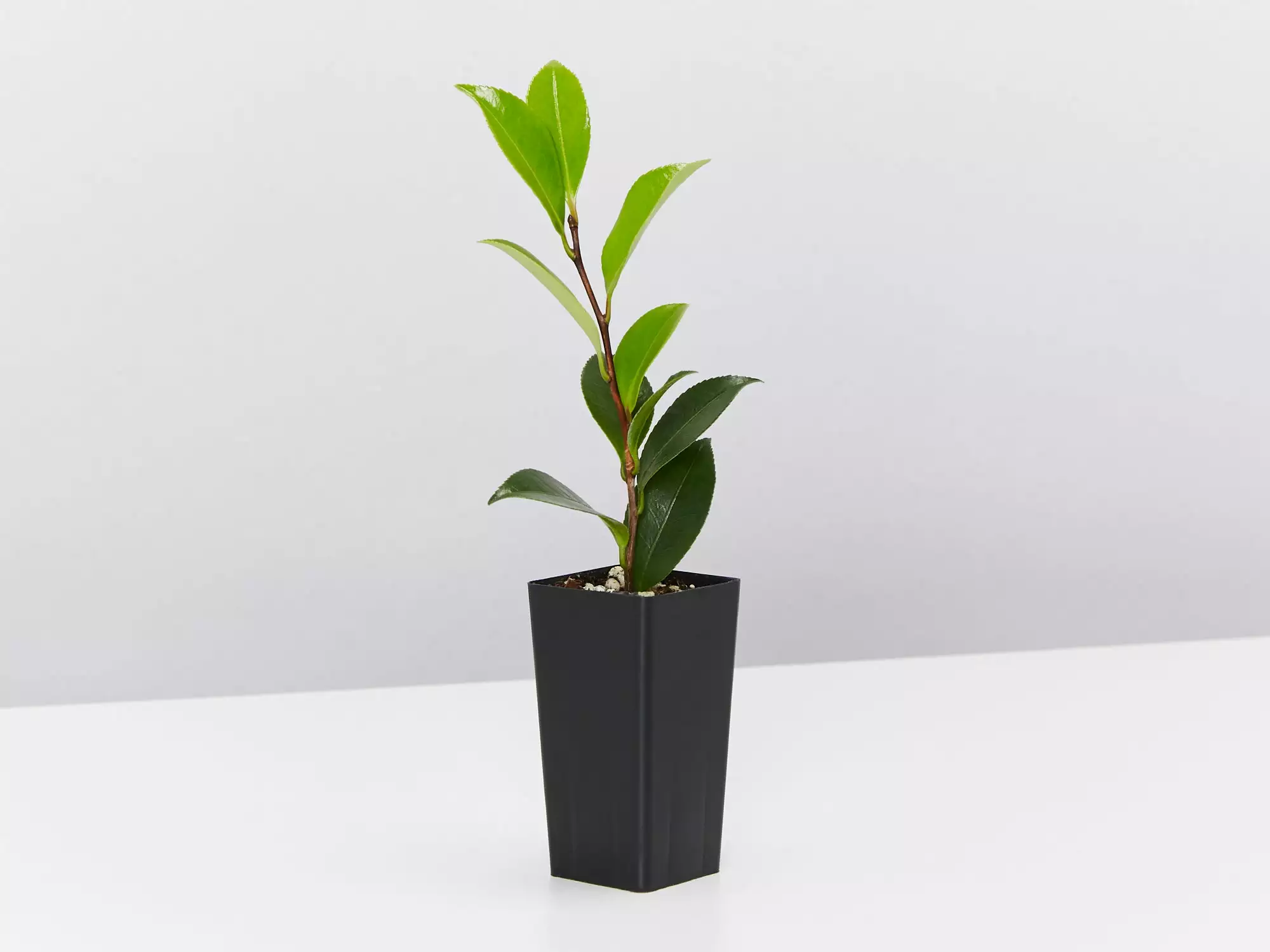 Camellia Sasanqua Beatrice Emily 5 Camellia Sasanqua Beatrice Emily - Image 3