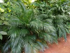 Chamaedorea Atrovirens 'Cascade Palm' -Plants in a Box Sales Shop CascadePalm 7cf149b0 c8cc 4bf2 8b72 48f53ec3f4b4