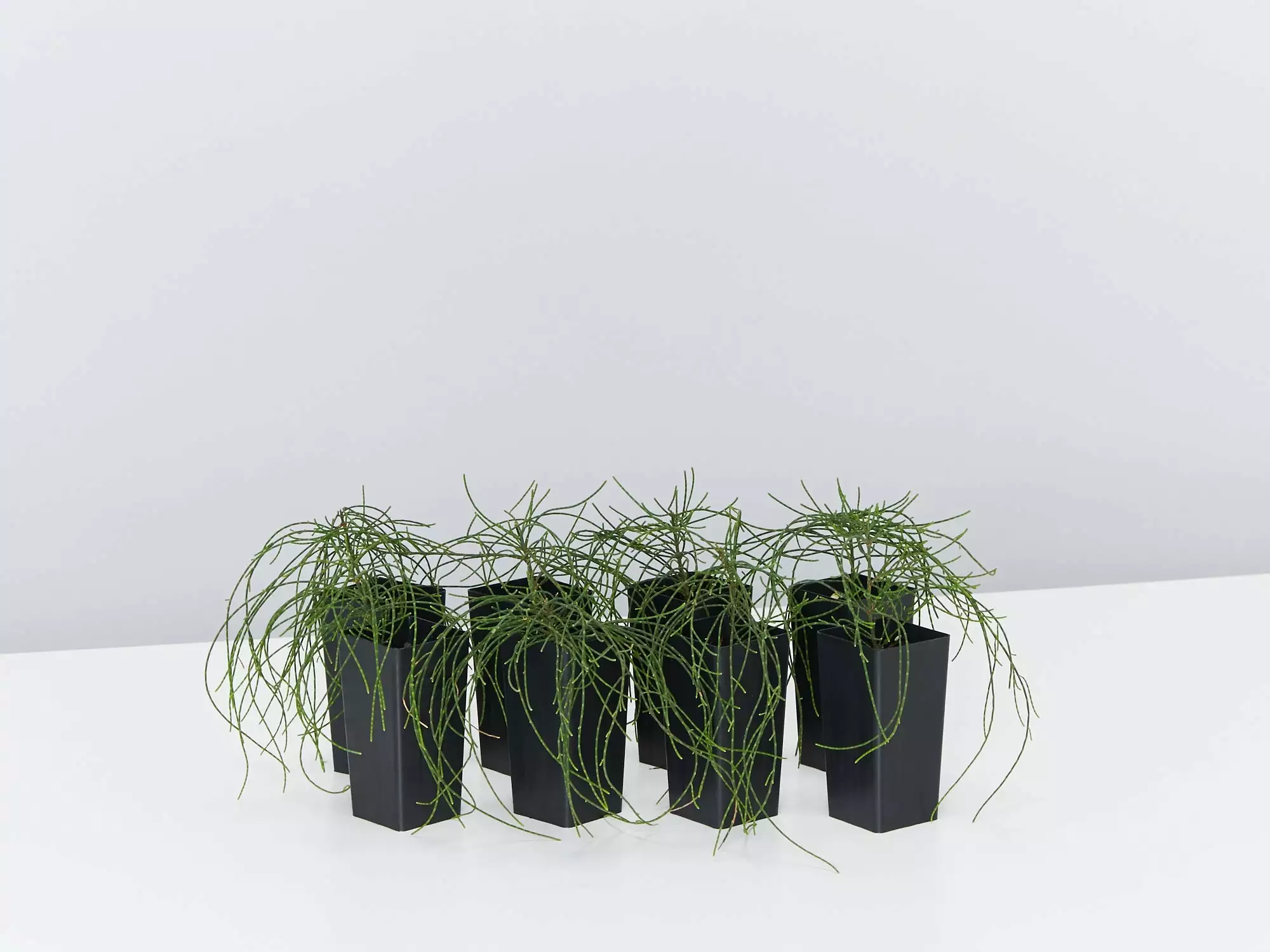 Casuarina Glauca Prostrate 'Cousin It' 3 Casuarina Glauca Prostrate 'Cousin It'