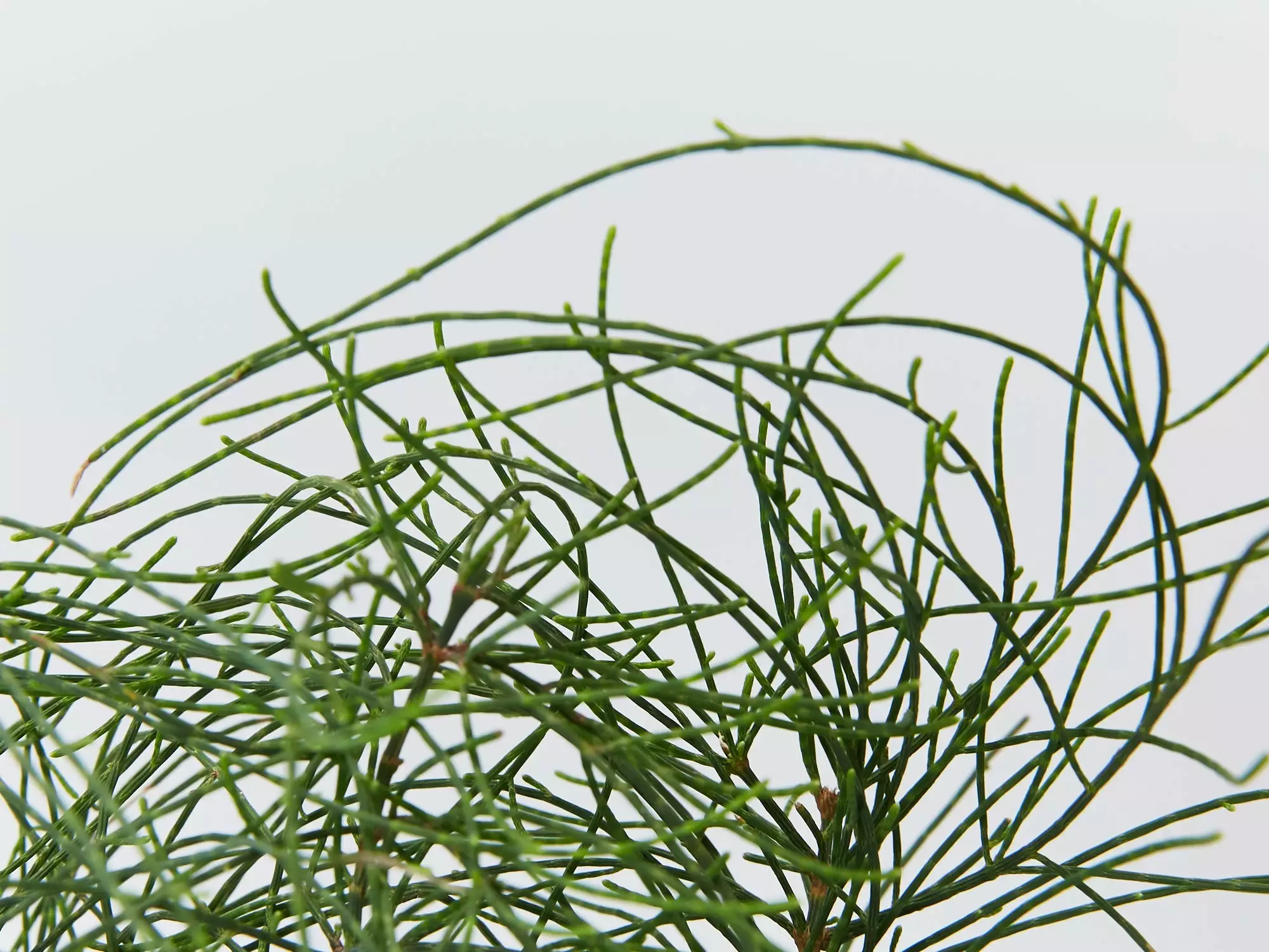 Casuarina Glauca Prostrate 'Cousin It' 6 Casuarina Glauca Prostrate 'Cousin It' - Image 4