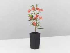 Ceratopetalum Gummiferum Alberys Red -Plants in a Box Sales Shop CeratopetalumGummiferumAlberysRed single fe5b756f b02f 4700 9d9b cbedd378650e