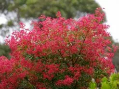 Ceratopetalum Gummiferum Alberys Red -Plants in a Box Sales Shop CeratopetalumGummiferumredMs700