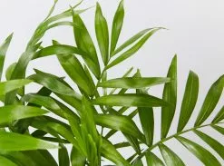 Palm + Pot + Plant + Soil -Plants in a Box Sales Shop ChamaedoraElegansParlourPalm detail 618x458 crop center 2x.progressive 58ea76ab be02 495d 8da0 93c8426a15ca