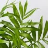 Chamaedorea Elegans Parlour Palm