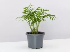 Palm + Pot + Plant + Soil -Plants in a Box Sales Shop ChamaedoraElegansParlourPalm large single