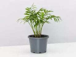 3 Plants & 3 Self-Watering Pot Set 250mm White - Large -Plants in a Box Sales Shop ChamaedoraElegansParlourPalm large single 1080x 73f0b440 5705 4a7a 9c63 e353b64c5b4d