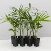 Chamaedorea Atrovirens 'Cascade Palm' -Plants in a Box Sales Shop ChamaedoreaAtrovirens 8plants 86daf05c 50b4 4117 9dbe 0b29177b7602