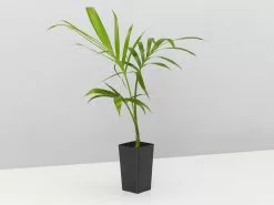 Chamaedorea Atrovirens 'Cascade Palm' -Plants in a Box Sales Shop ChamaedoreaAtrovirens single 378a106c bf72 41df b451 3787ece4c30f