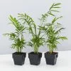 Chamaedorea Elegans Parlor Palms - 85mm -Plants in a Box Sales Shop ChamaedoreaElegans 3 plants
