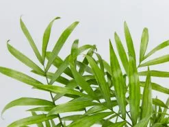 Elho Eco Stand + Palm + Pot (includes Coir) -Plants in a Box Sales Shop ChamaedoreaElegans detail ad078ad0 e3ba 416b a887 584f8b49a3a8