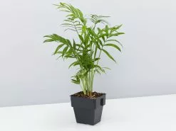 Chamaedorea Elegans Parlor Palms - 85mm -Plants in a Box Sales Shop ChamaedoreaElegans single