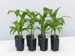 Chamaedorea Seifrizii Bamboo Palm