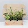 Child Friendly Non-Toxic Houseplant Box -Plants in a Box Sales Shop ChildFriendly50mmPackBox