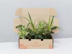 Child Friendly Non-Toxic Houseplant Box
