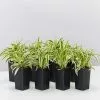 Chlorophytum Laxum Zebrina 'Compact Spider' Plant Pack -Plants in a Box Sales Shop ChlorophylumLaxumZebrina 8plants 6e1dde1e 39e8 4a92 b6ff 097a955ef9f2