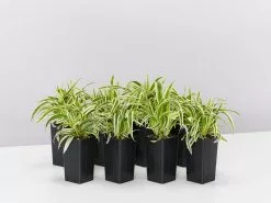 Chlorophytum Laxum Zebrina 'Compact Spider' Plant Pack