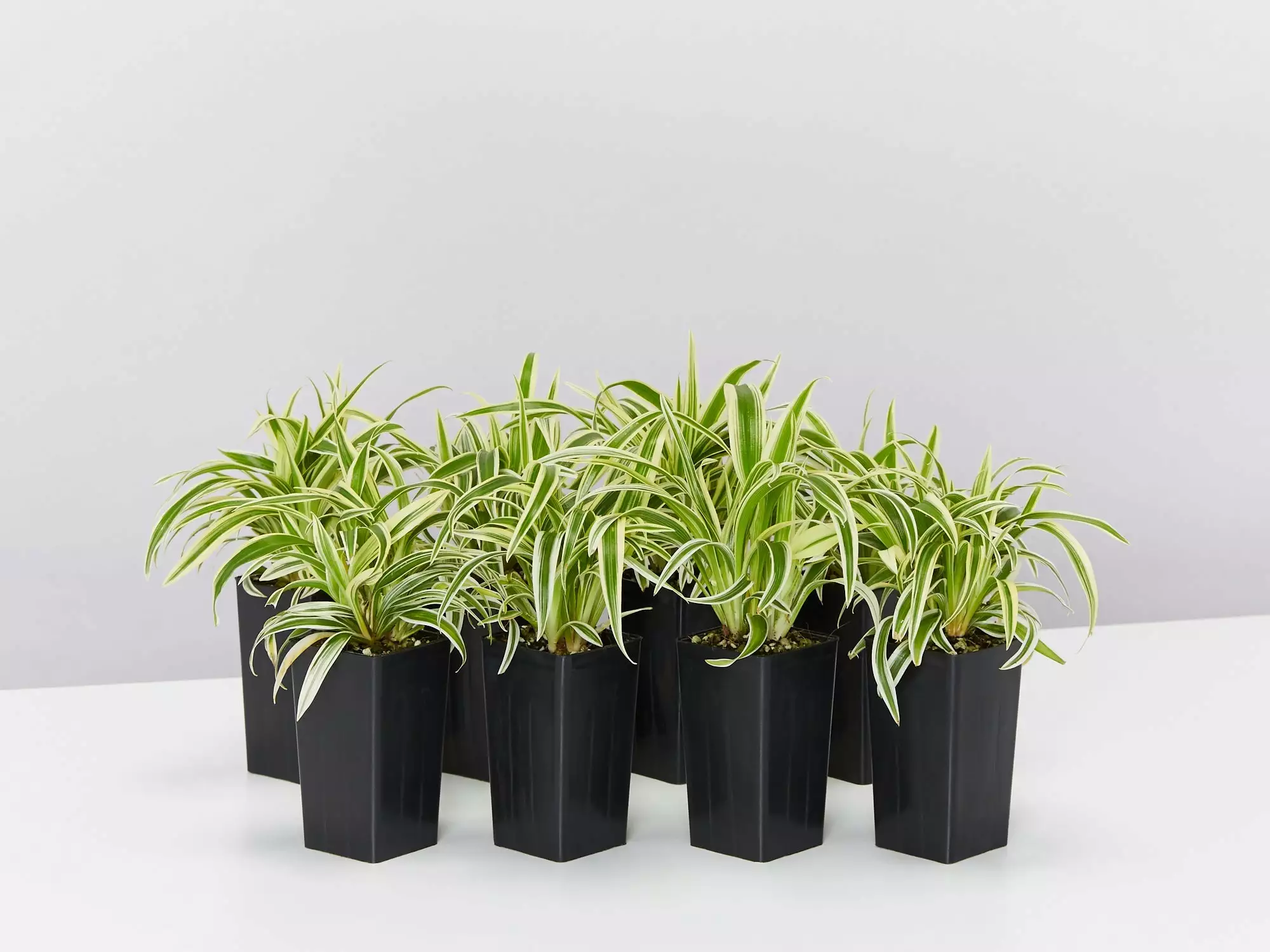Chlorophytum Laxum Zebrina 'Compact Spider' Plant Pack 3 Chlorophytum Laxum Zebrina 'Compact Spider' Plant Pack