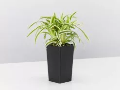 Chlorophytum Laxum Zebrina 'Compact Spider' Plant Pack 8 Chlorophytum Laxum Zebrina 'Compact Spider' Plant Pack -Plants in a Box Sales Shop ChlorophylumLaxumZebrina single 32ba02c8 6abf 41fd b807 5da40f39d126