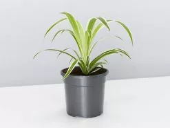 Variegated Spider Plant - Pot + Plant + Soil -Plants in a Box Sales Shop ChlorophythumComosum single