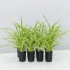 Variegated Spider Plant - Chlorophytum Comosum Variegatum -Plants in a Box Sales Shop ChlorophytomComosumVariegatum 8 plants 2b5efcb7 be57 4acd 9086 d1717f9280c5