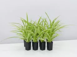 Variegated Spider Plant - Chlorophytum Comosum Variegatum