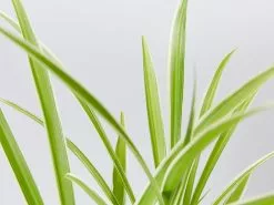 Variegated Spider Plant - Chlorophytum Comosum Variegatum -Plants in a Box Sales Shop ChlorophytomComosumVariegatum detail c83f7971 e392 4a11 b973 385faaaac86f