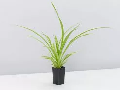 Variegated Spider Plant - Chlorophytum Comosum Variegatum -Plants in a Box Sales Shop ChlorophytomComosumVariegatum single f24cf968 661c 48b2 b66f b2c077ec9d13