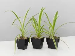 Chlorophytum Comosum Ocean 85mm