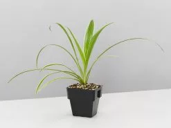 Chlorophytum Comosum Ocean 85mm -Plants in a Box Sales Shop ChlorophytumComosumOcean single