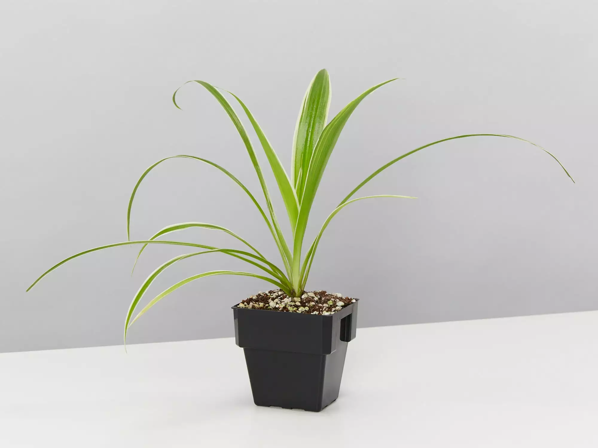 Low Light Indoor Plant Pack - Larger Size 5 Low Light Indoor Plant Pack - Larger Size - Image 3