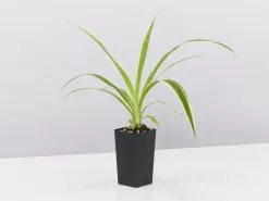 Back-To-School Classroom Box - Indoor Plants -Plants in a Box Sales Shop ChlorophytumOcean single