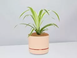 Variegated Spider Plant - Pot + Plant + Soil -Plants in a Box Sales Shop Chlorophytum ApricotPot