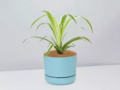 Variegated Spider Plant - Pot + Plant + Soil -Plants in a Box Sales Shop Chlorophytum BluePot