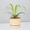 Variegated Spider Plant - Pot + Plant + Soil 1 Variegated Spider Plant - Pot + Plant + Soil -Plants in a Box Sales Shop Chlorophytum BuffPot
