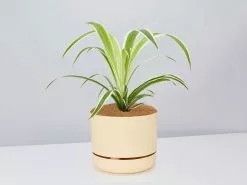 Variegated Spider Plant - Pot + Plant + Soil