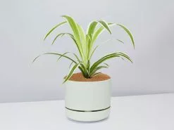 Variegated Spider Plant - Pot + Plant + Soil -Plants in a Box Sales Shop Chlorophytum FogPot