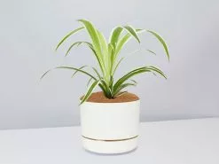 Variegated Spider Plant - Pot + Plant + Soil -Plants in a Box Sales Shop Chlorophytum LinenPot