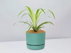 Variegated Spider Plant - Pot + Plant + Soil -Plants in a Box Sales Shop Chlorophytum MossPot