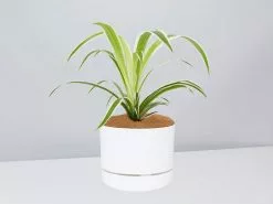 Variegated Spider Plant - Pot + Plant + Soil -Plants in a Box Sales Shop Chlorophytum WhitePot